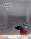Paradise Crown Tail