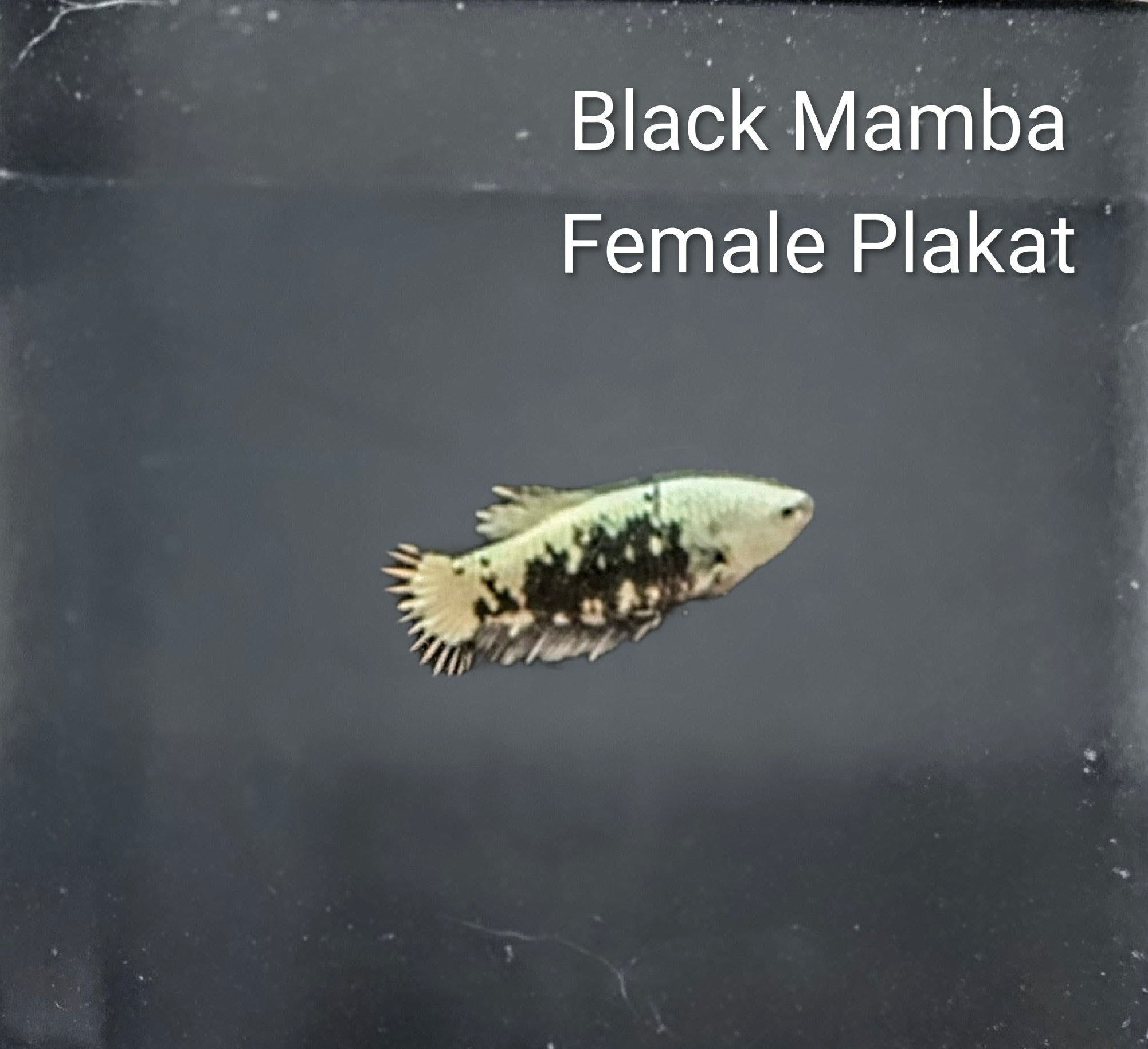 Black Mamba