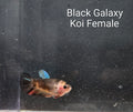 Black Galaxy Koi