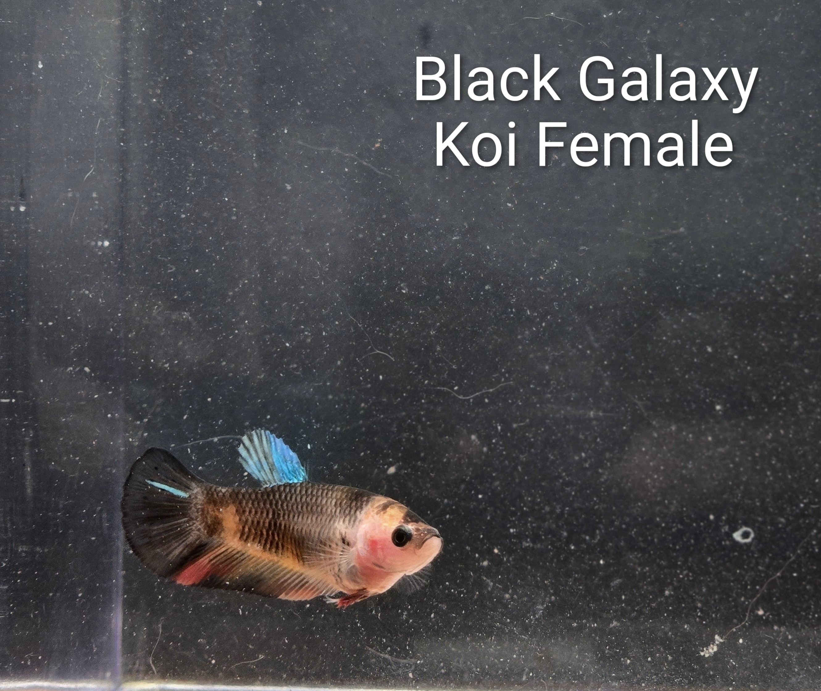 Black Galaxy Koi