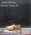 Black Mamba