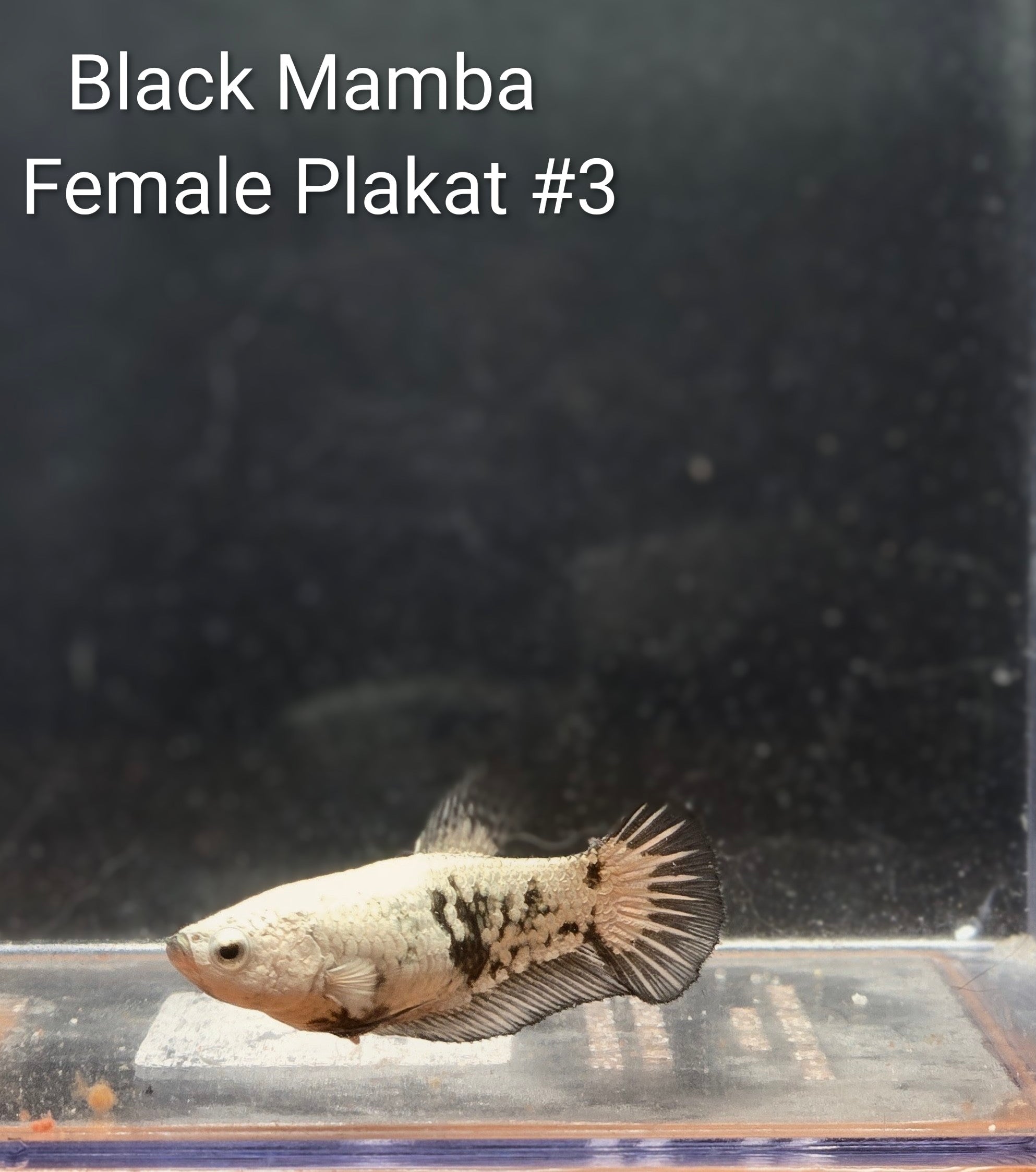 Black Mamba