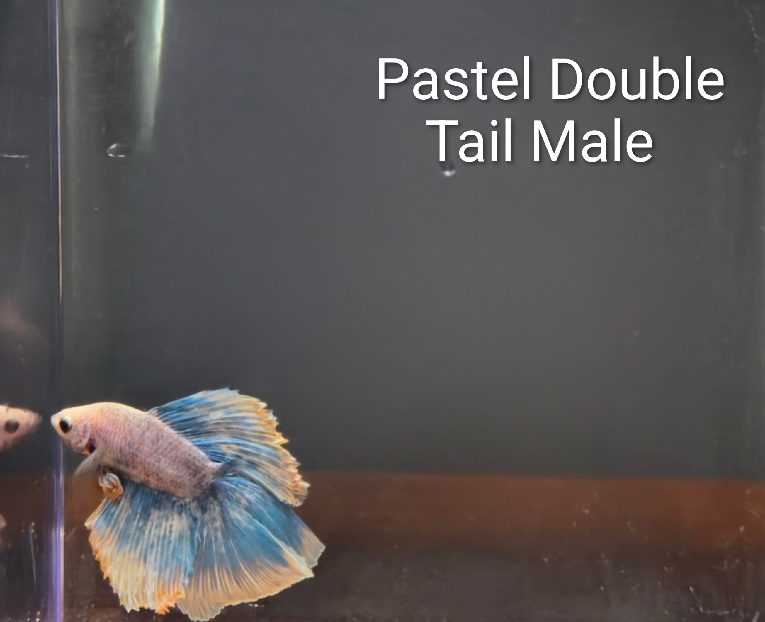 Pastel Double Tail