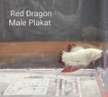 Red Dragon