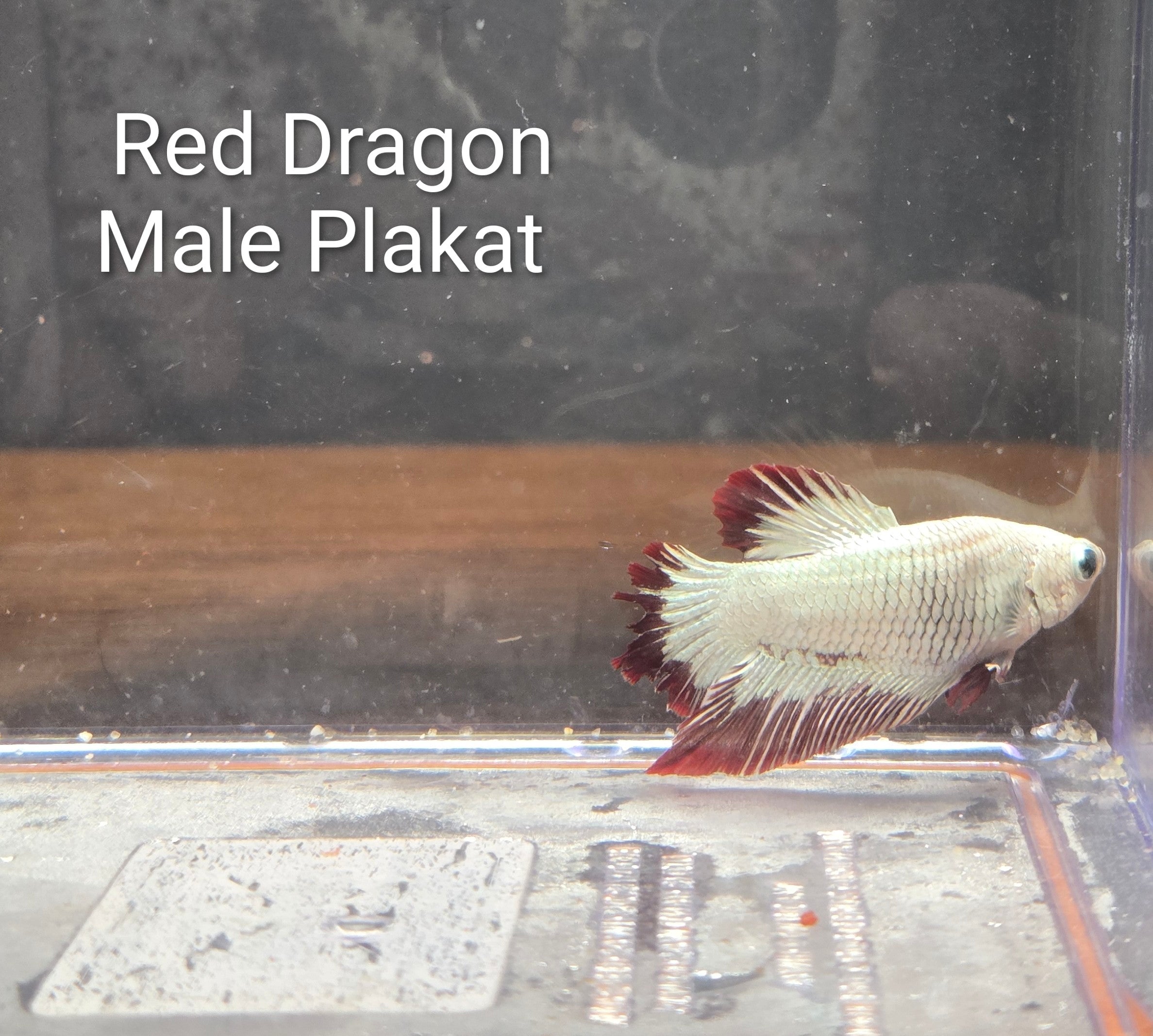 Red Dragon