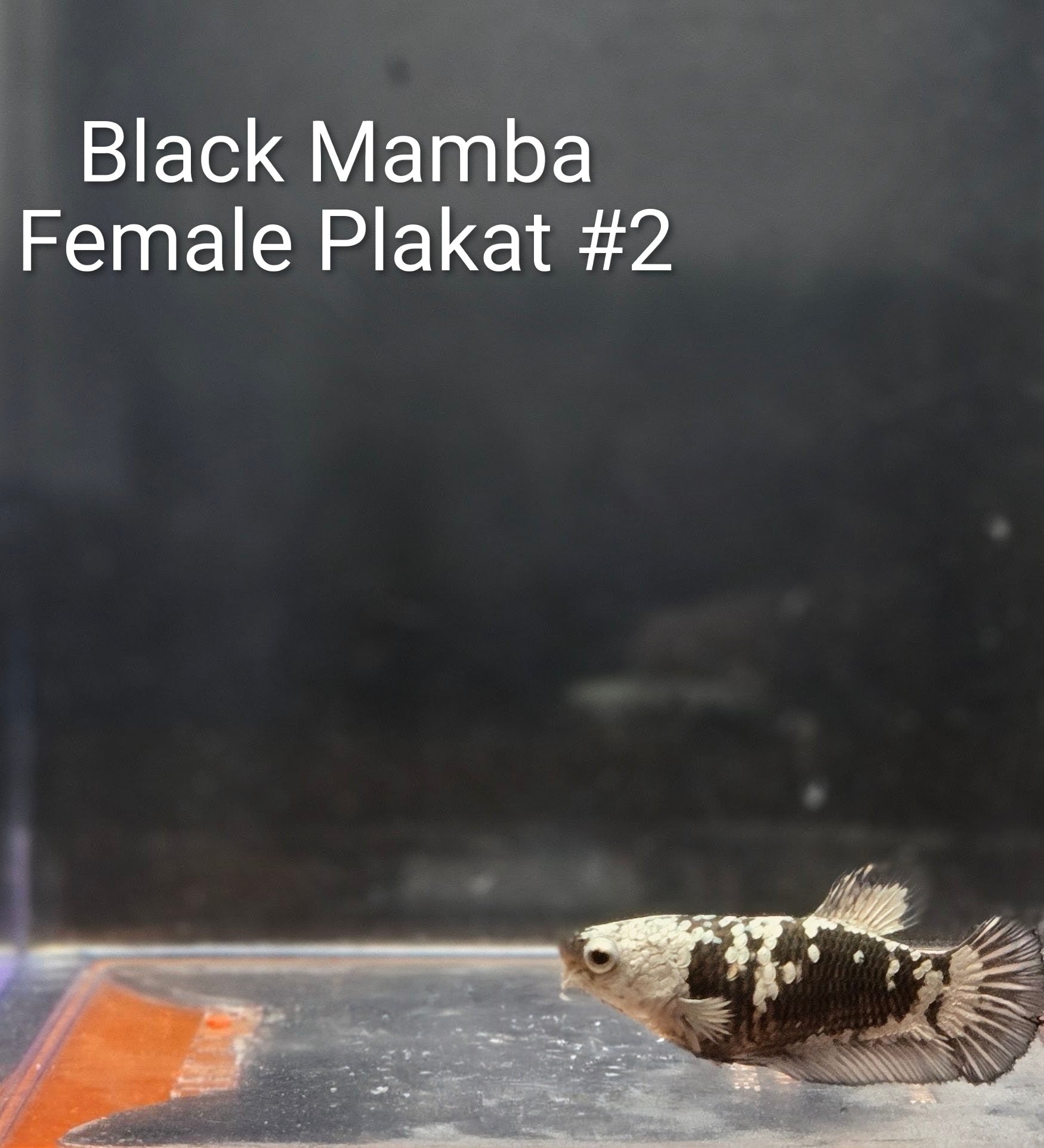 Black Mamba