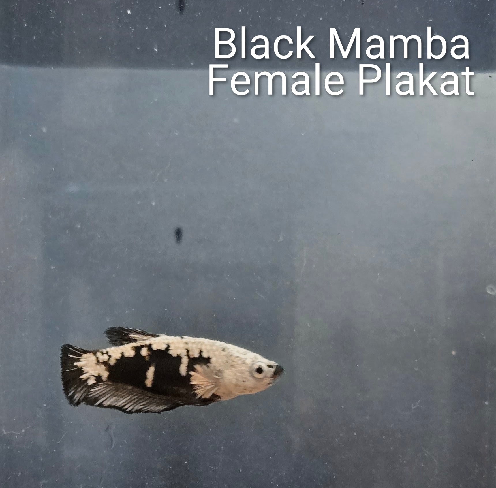 Black Mamba