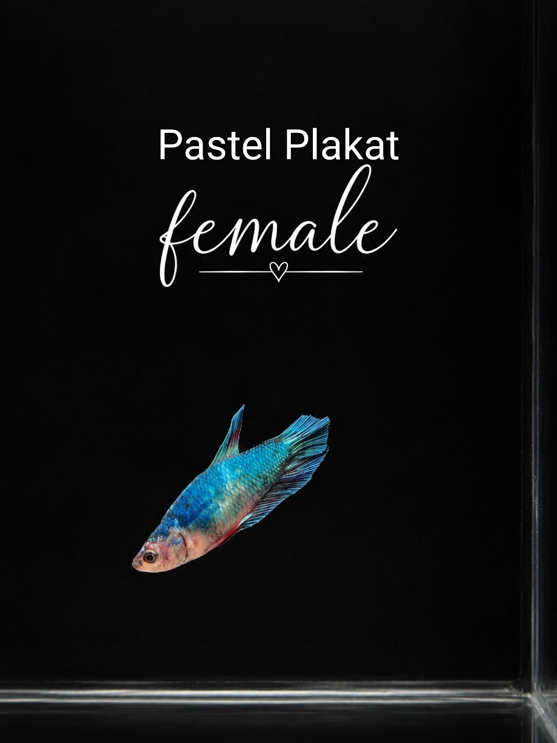 Pastel Plakat