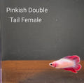 Bi-color Double Tail