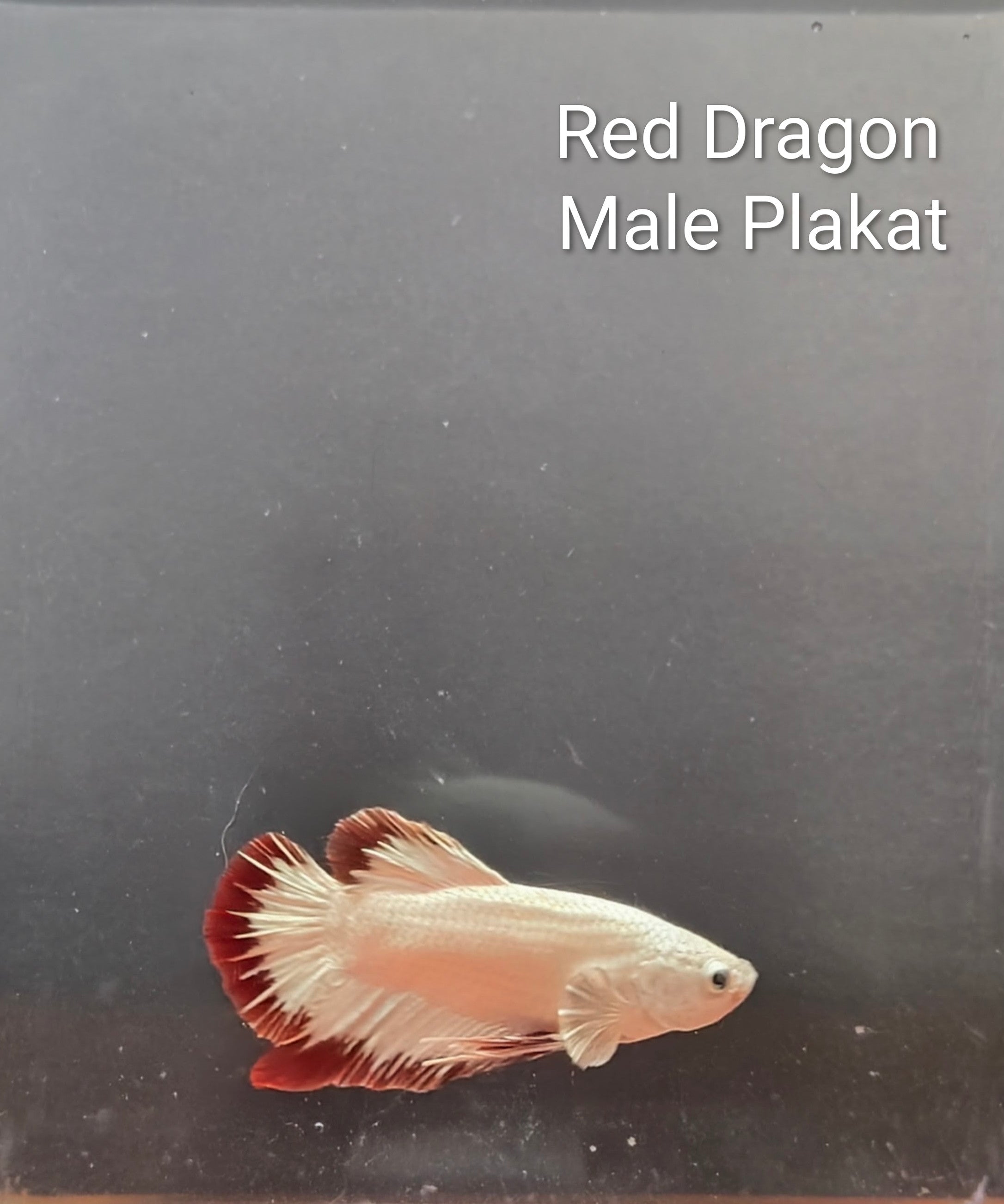 Red Dragon